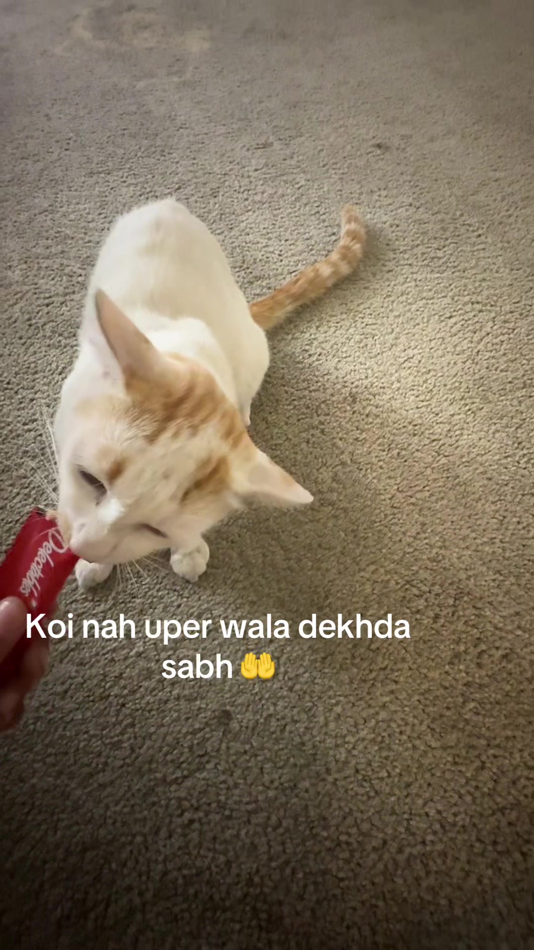 @Hry_DOSANJH_brown_jatt🌴