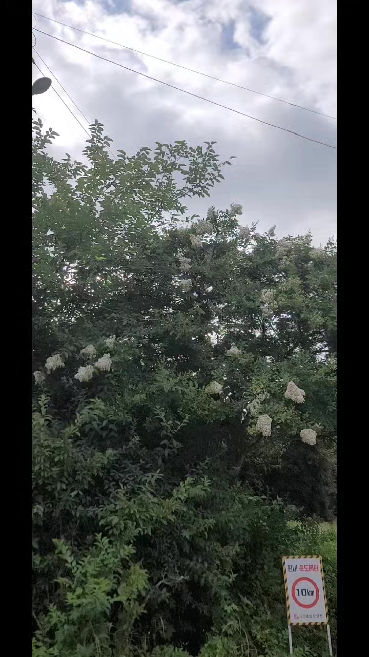 @soochoo💐🐬