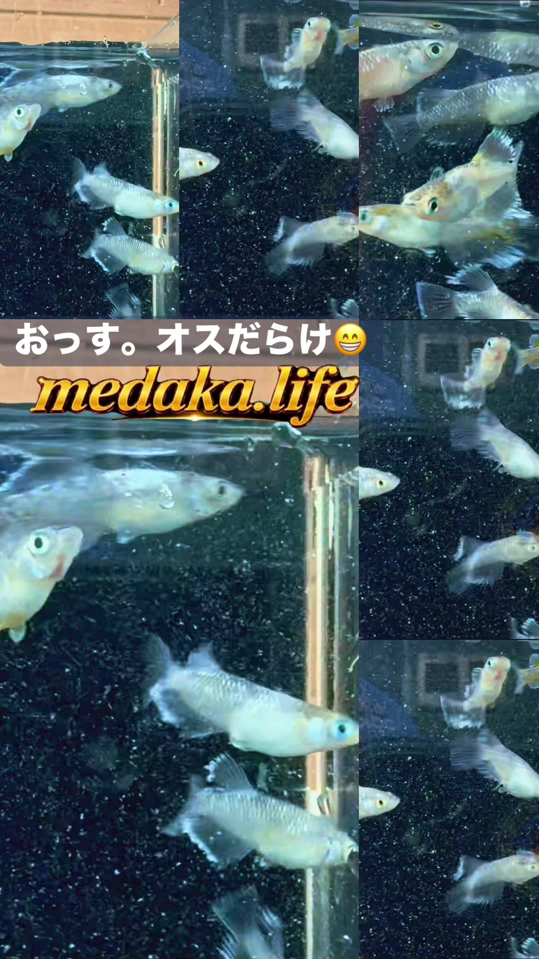 @MEGAめだか