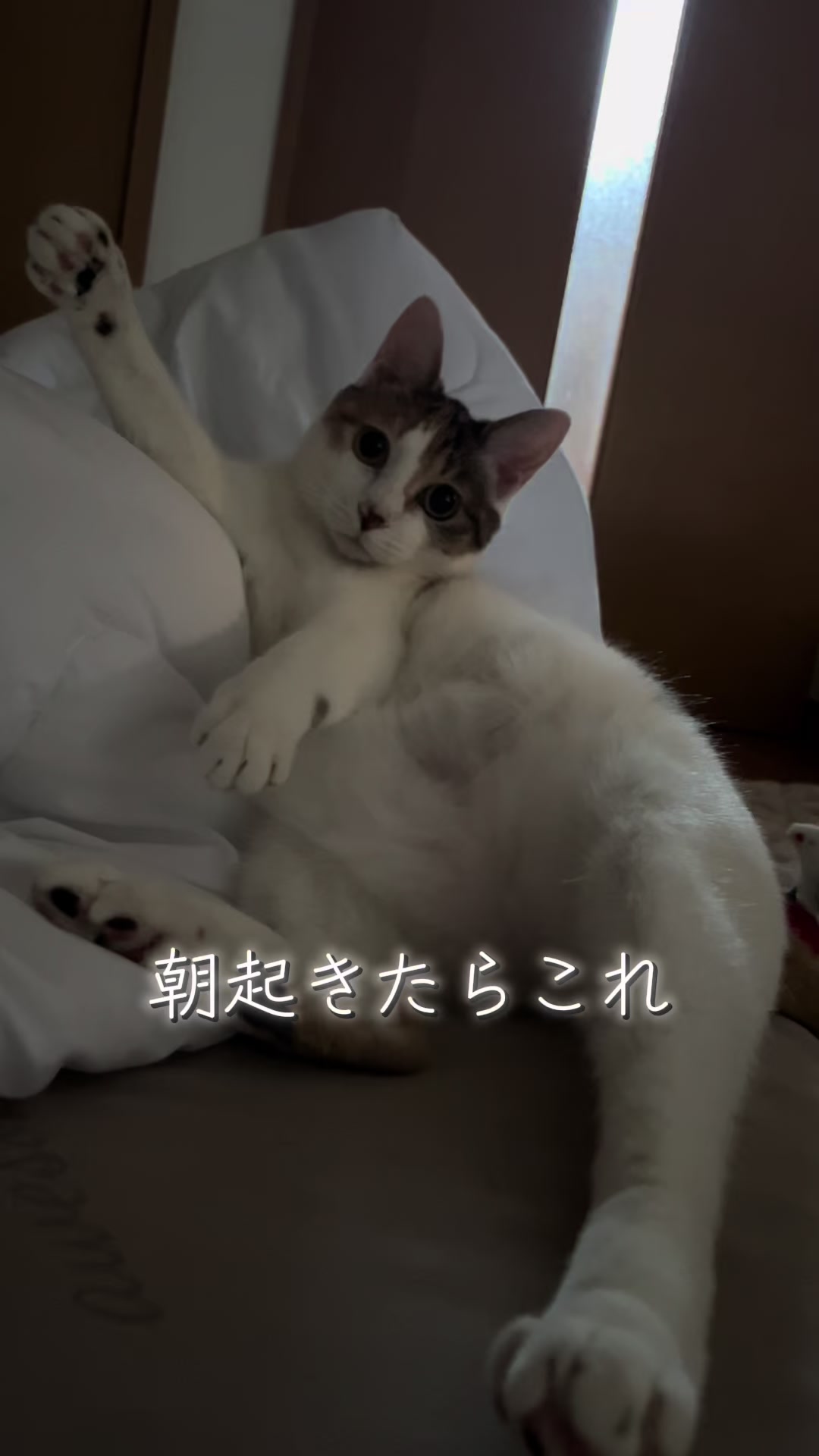 @ふくらんうみ🍶