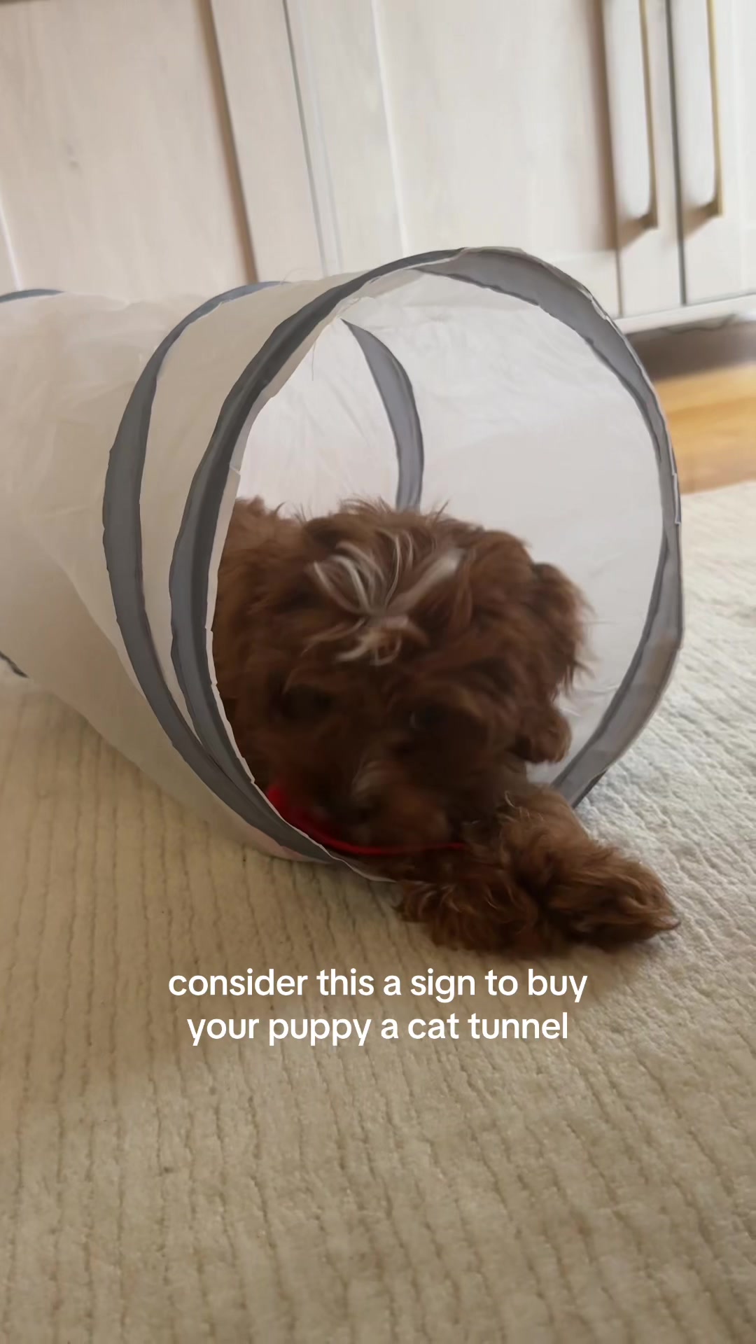 @lennie 🐶
