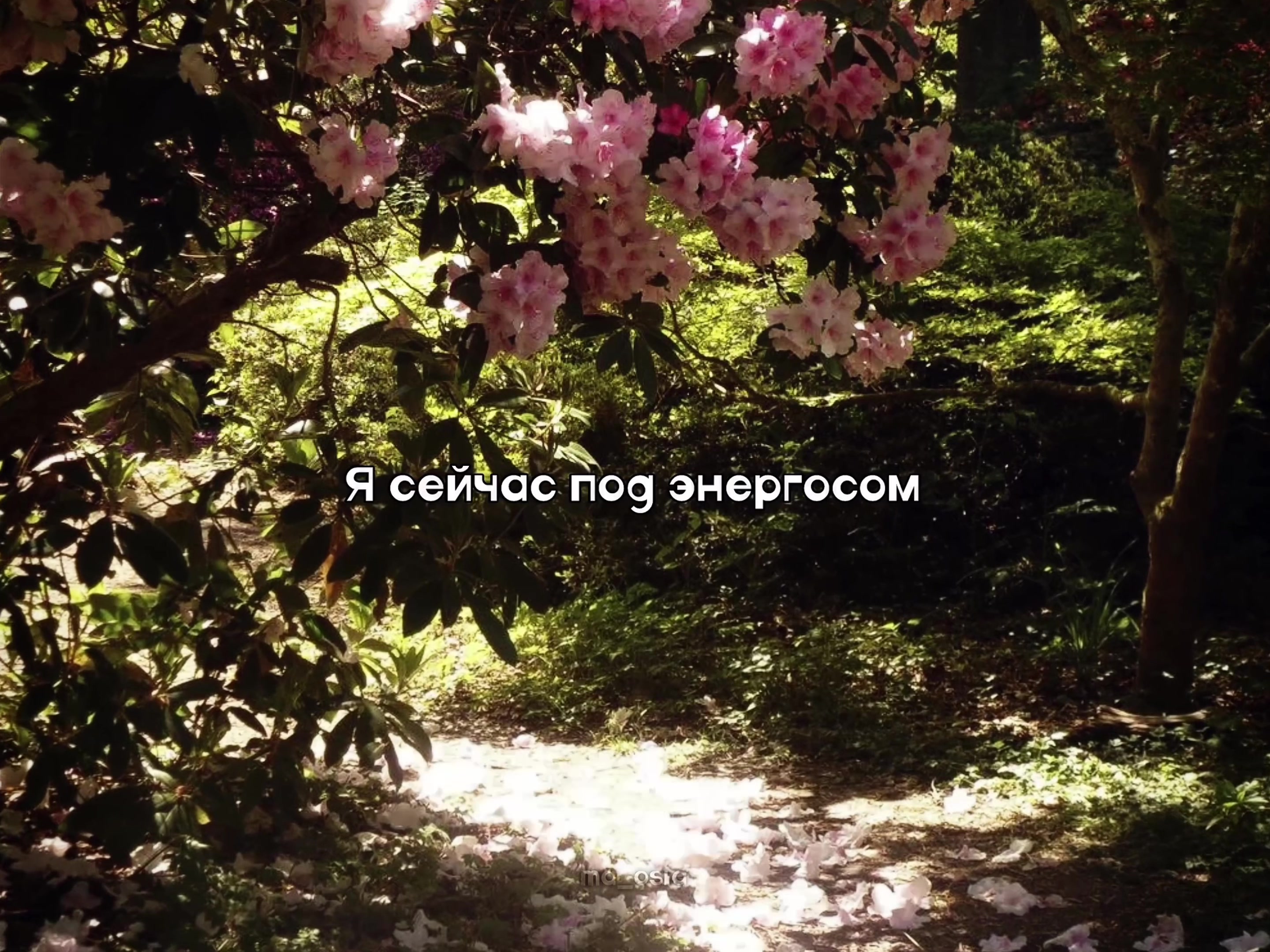 @маося✿*ﾟ︎