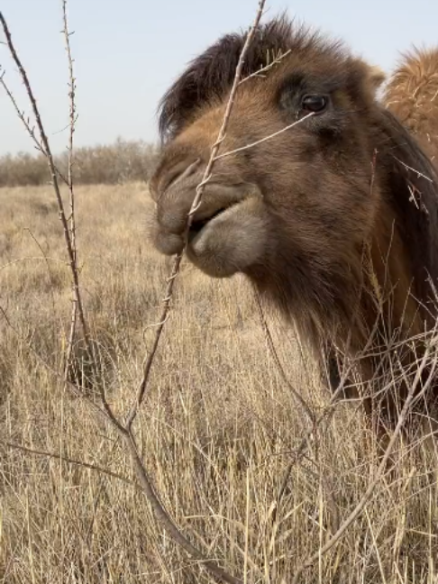 @Gislason Camel