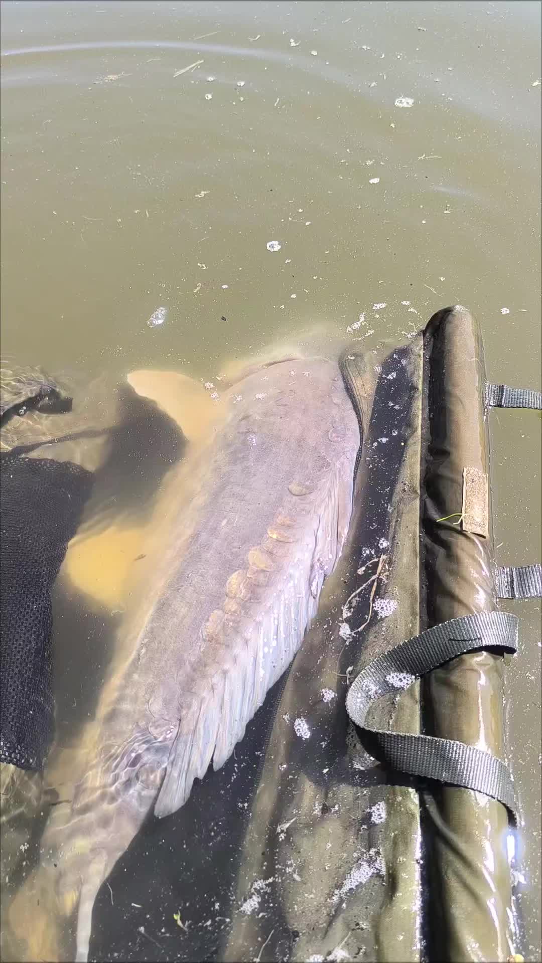 @Jocarpfishing