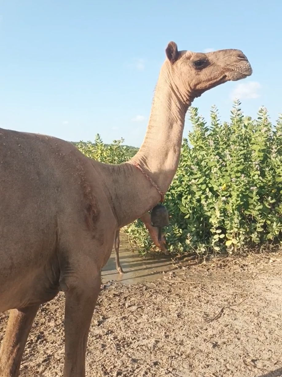 @Animals of desert