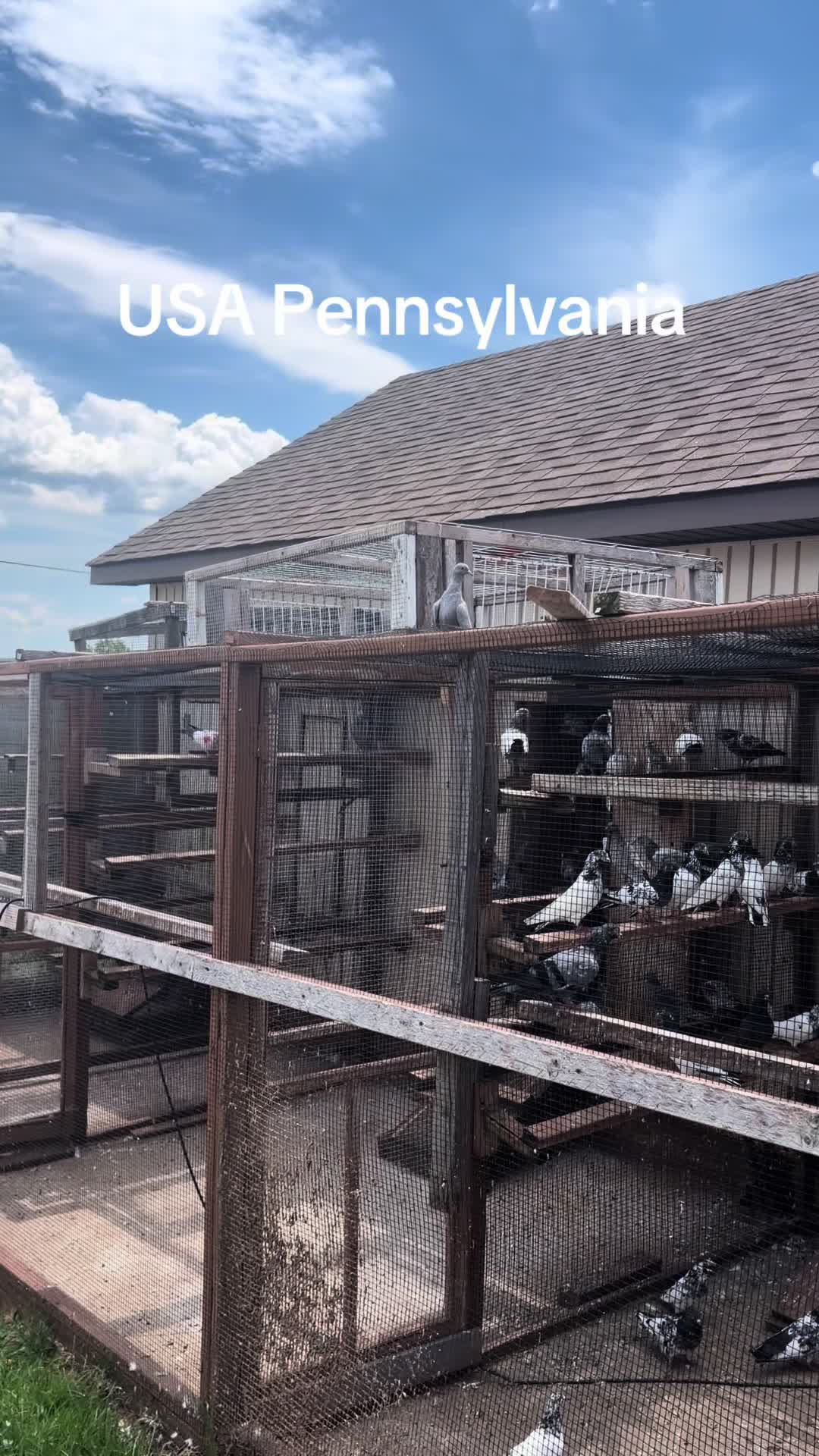 @USA 🇺🇸 Pakistani pigeon club