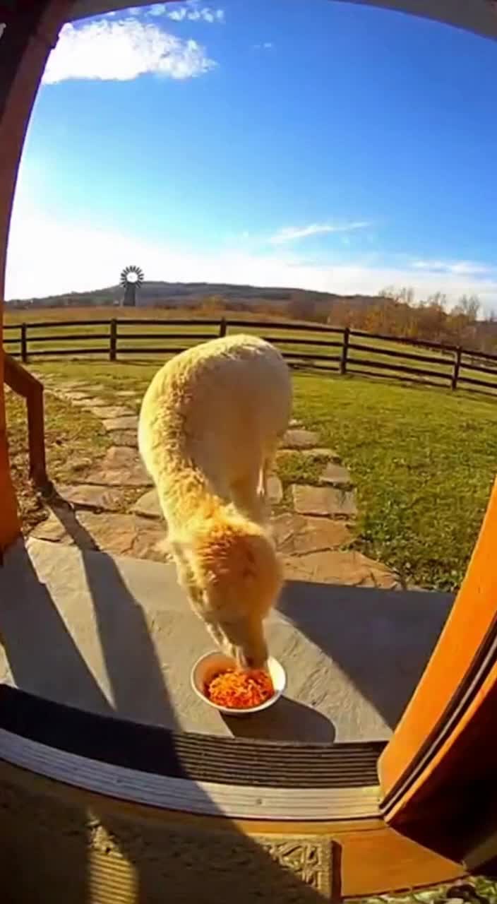 @Paw on Camera