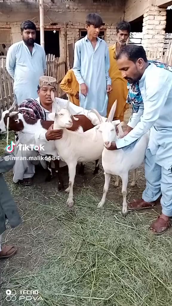 @rihan malik