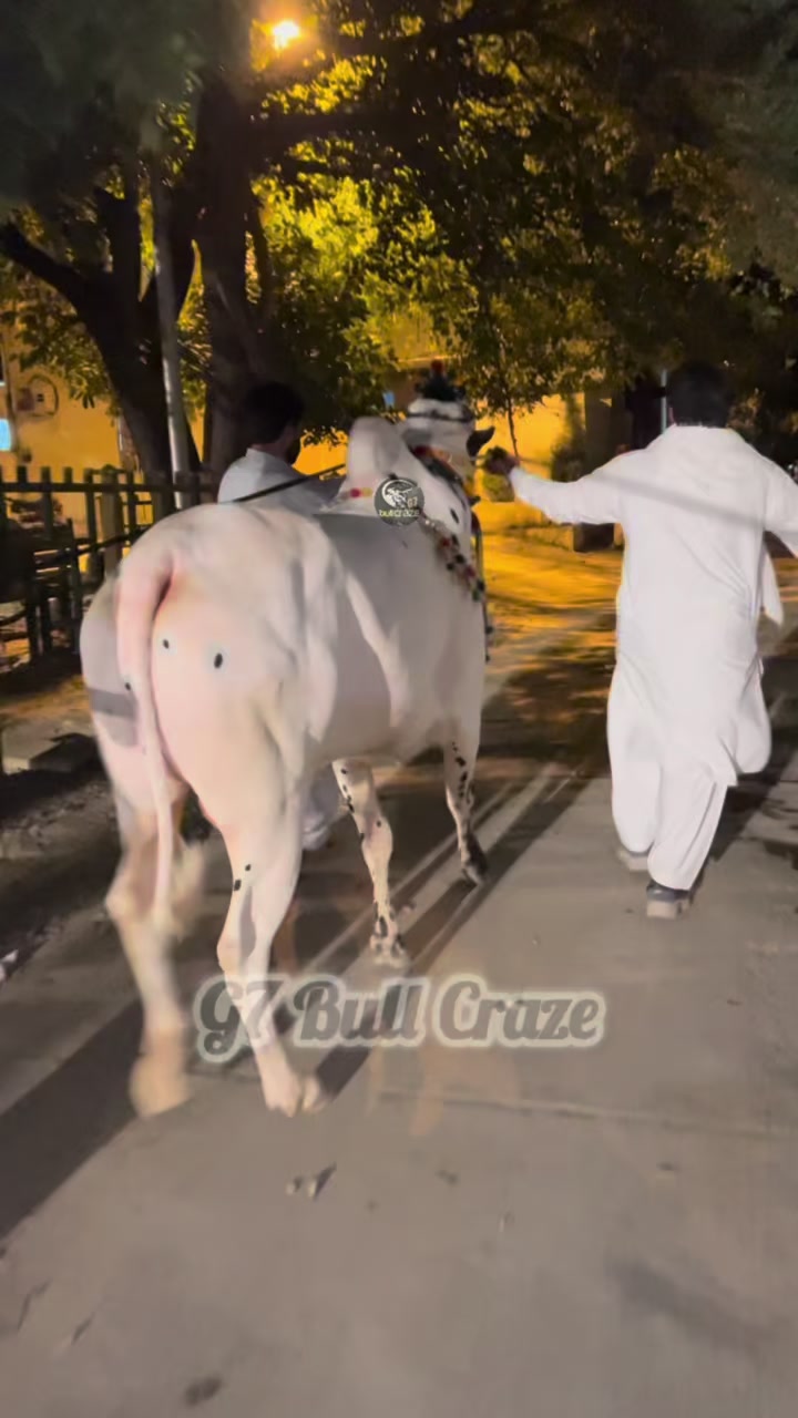 @G7 BULL CRAZE