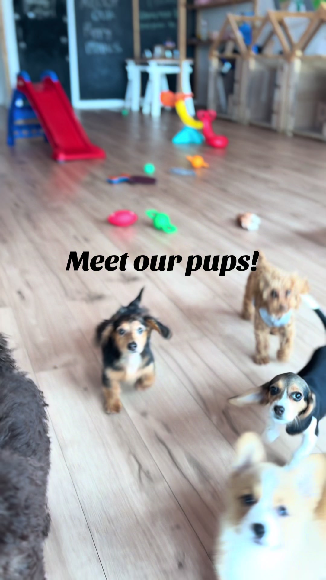 @Puppy City