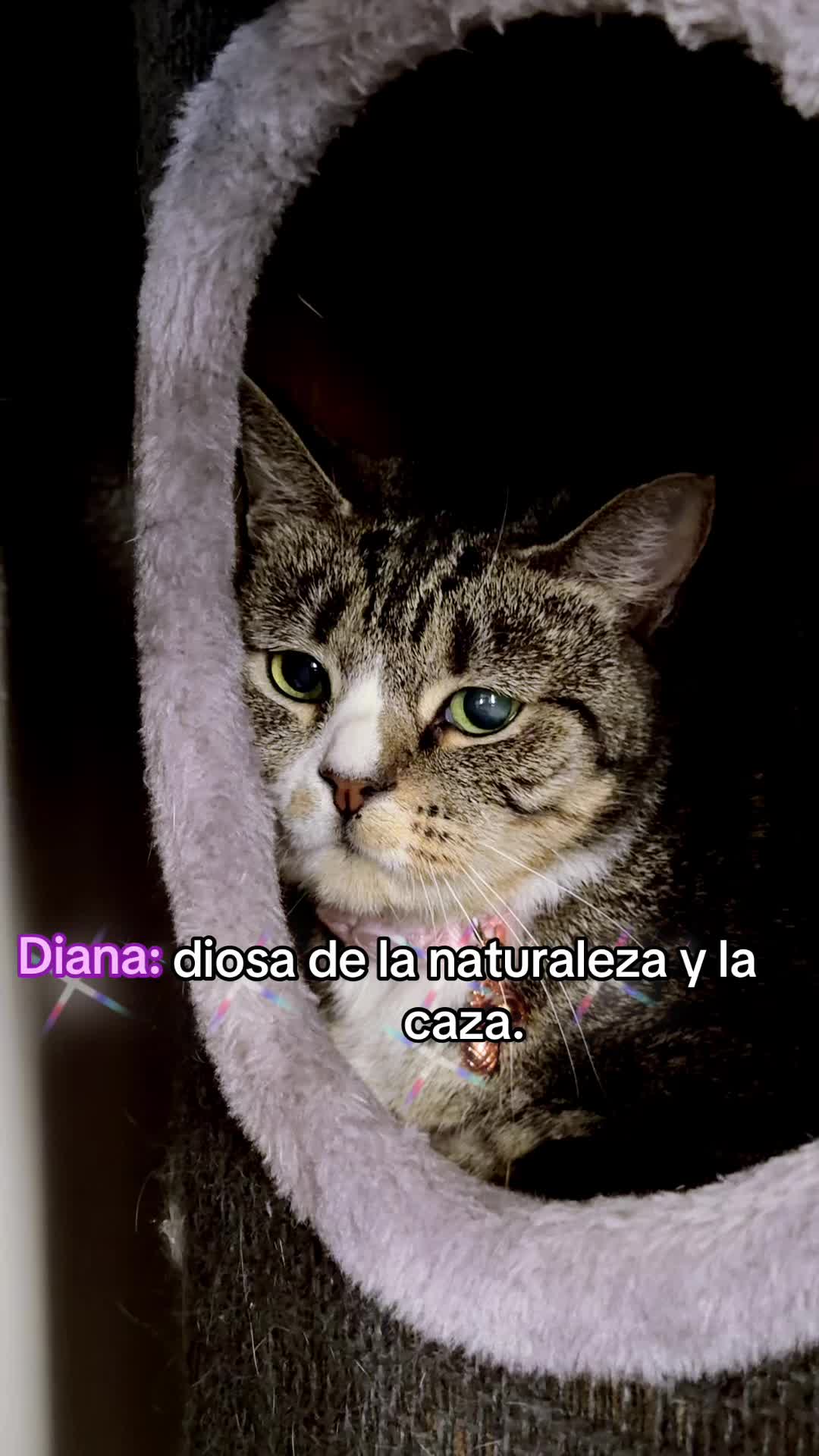 @✨ 𝓙𝓞𝓡𝓓𝓐𝓝 𝓙𝓐𝓥𝓘𝓔𝓡 ✨