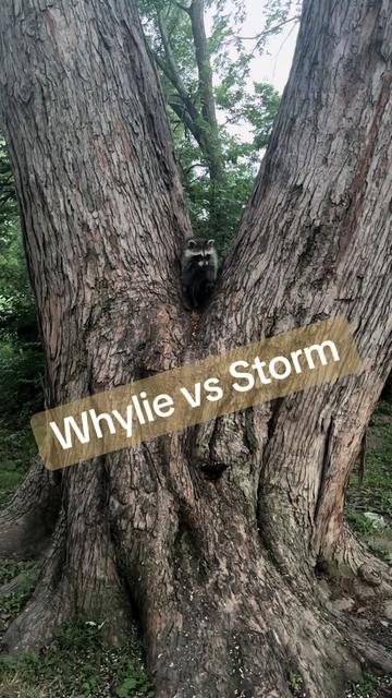 @Sarahsquirrels43🐿️