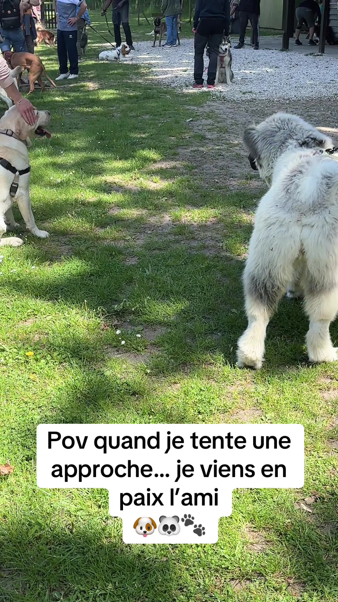 @Moon 🐶🐼🐾