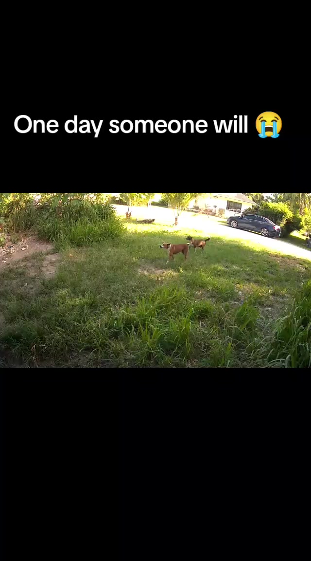 @The Dog Father