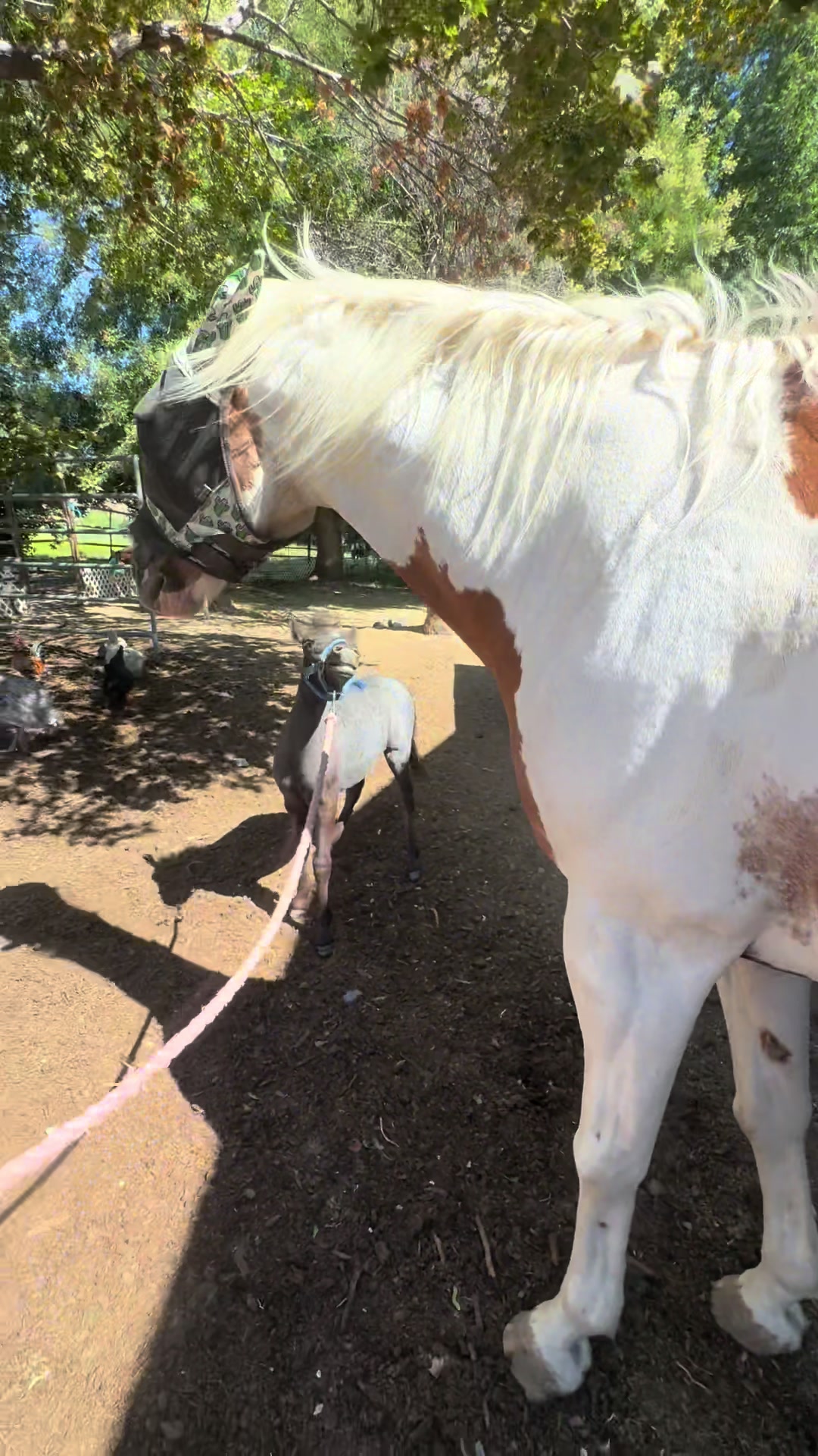 @Hot Sauce the Mini horse 🐎
