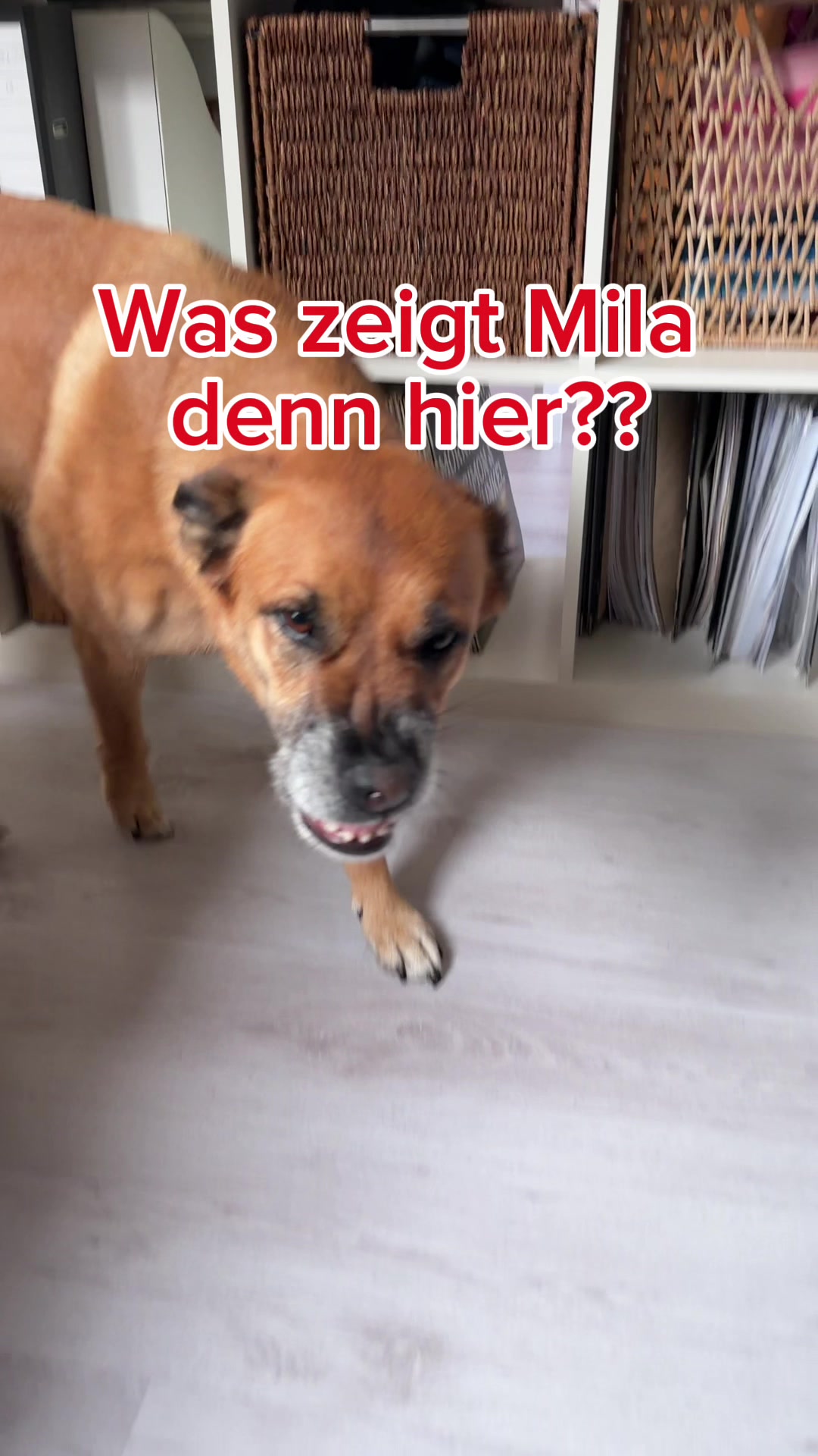 @INSAbenteuerHund