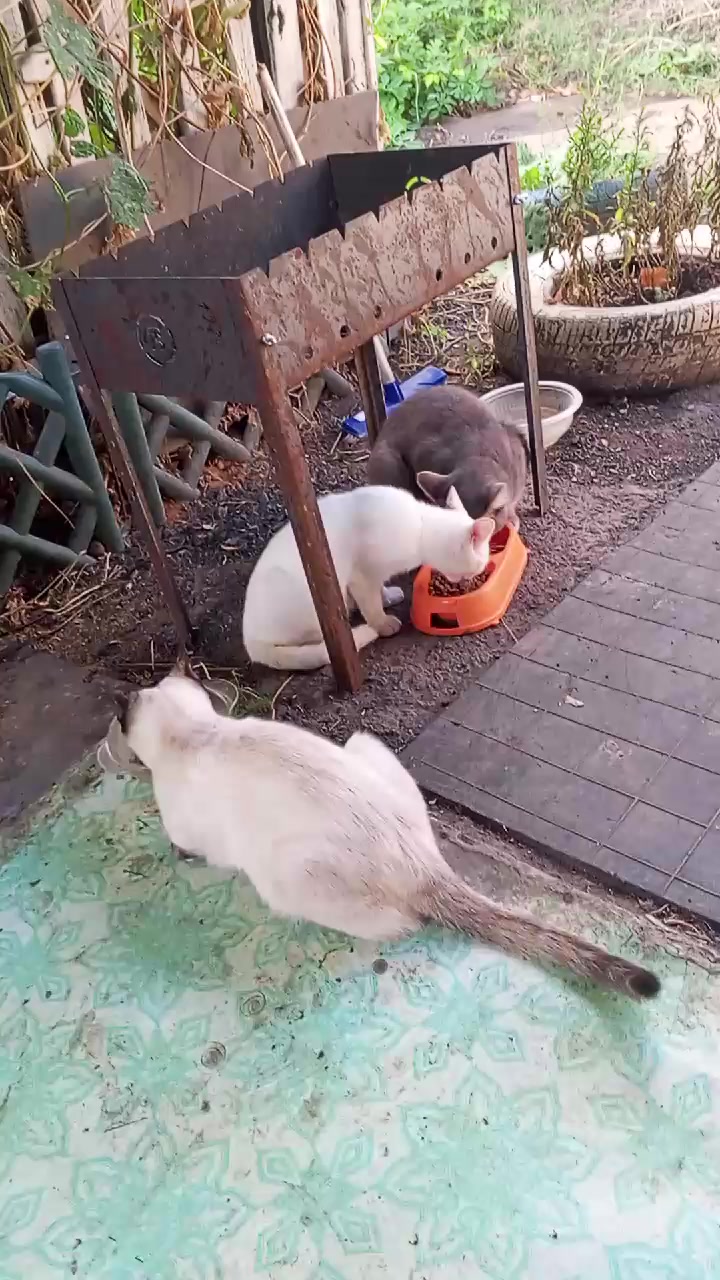 @Светка_Я