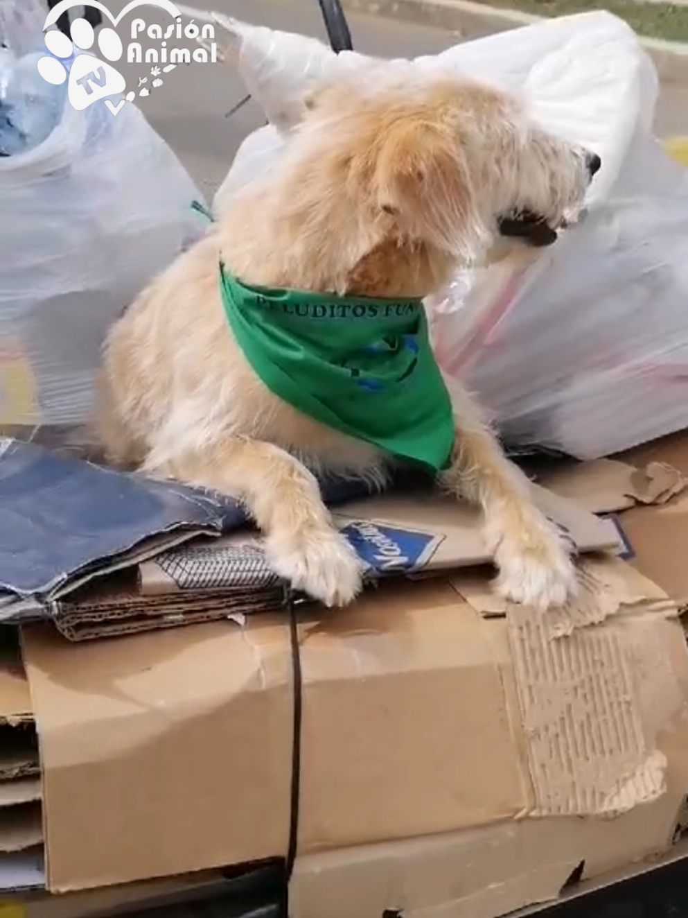 @Pasión Animal Tv