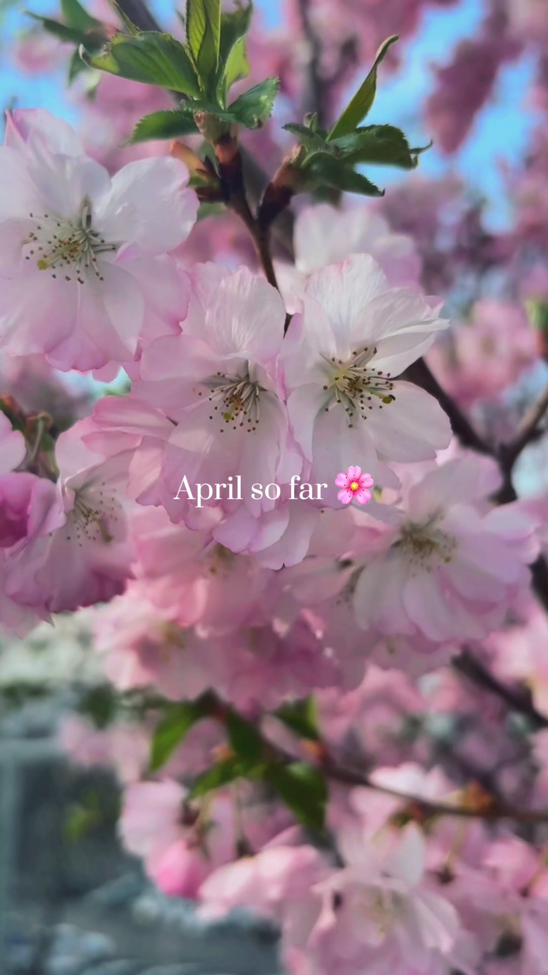 @Sierra Culver 🌺