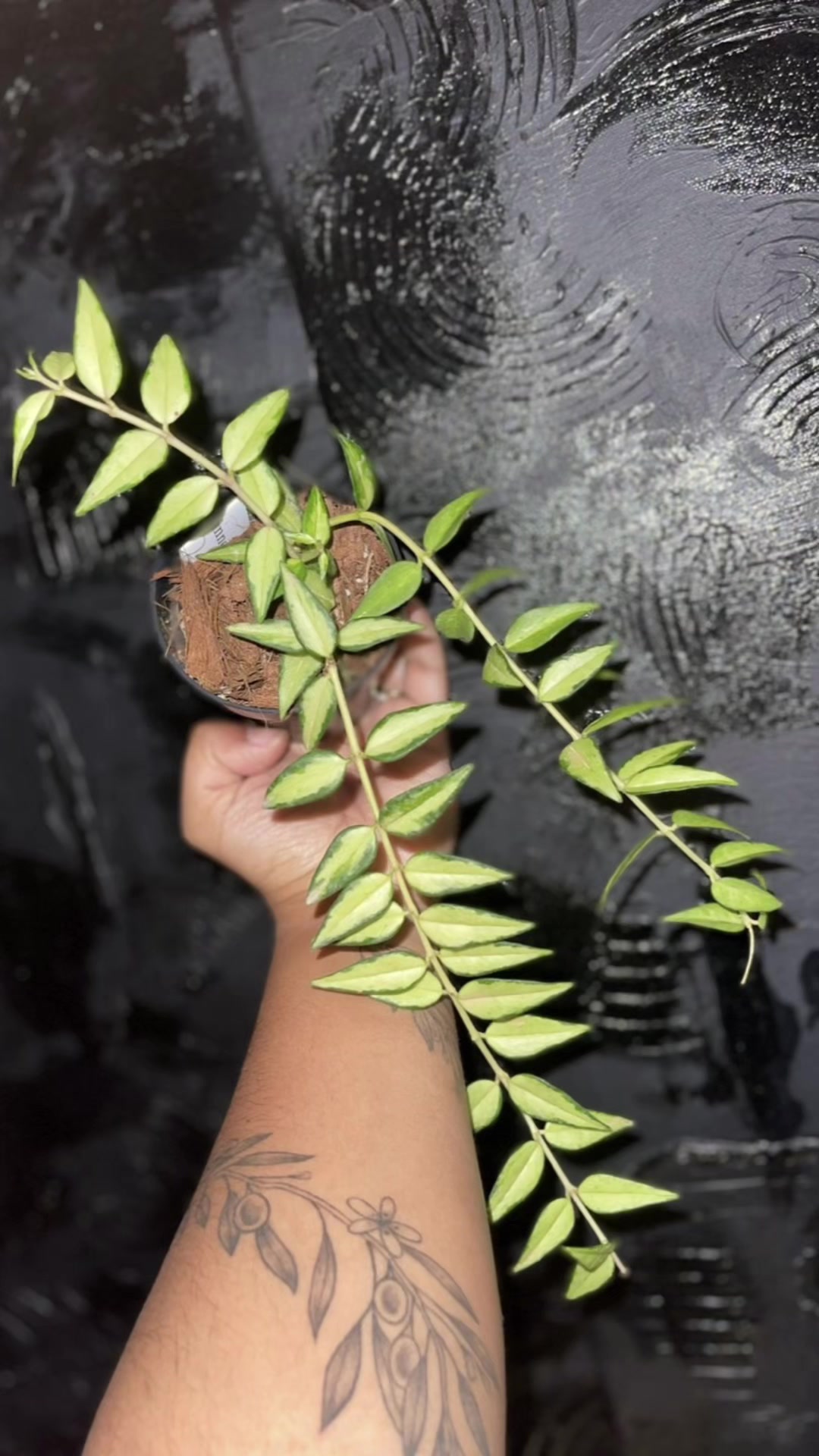 @Abbis_jungle