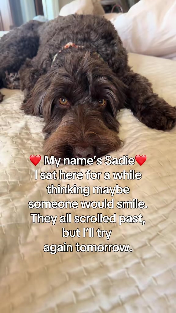 @Sadie the Doodle