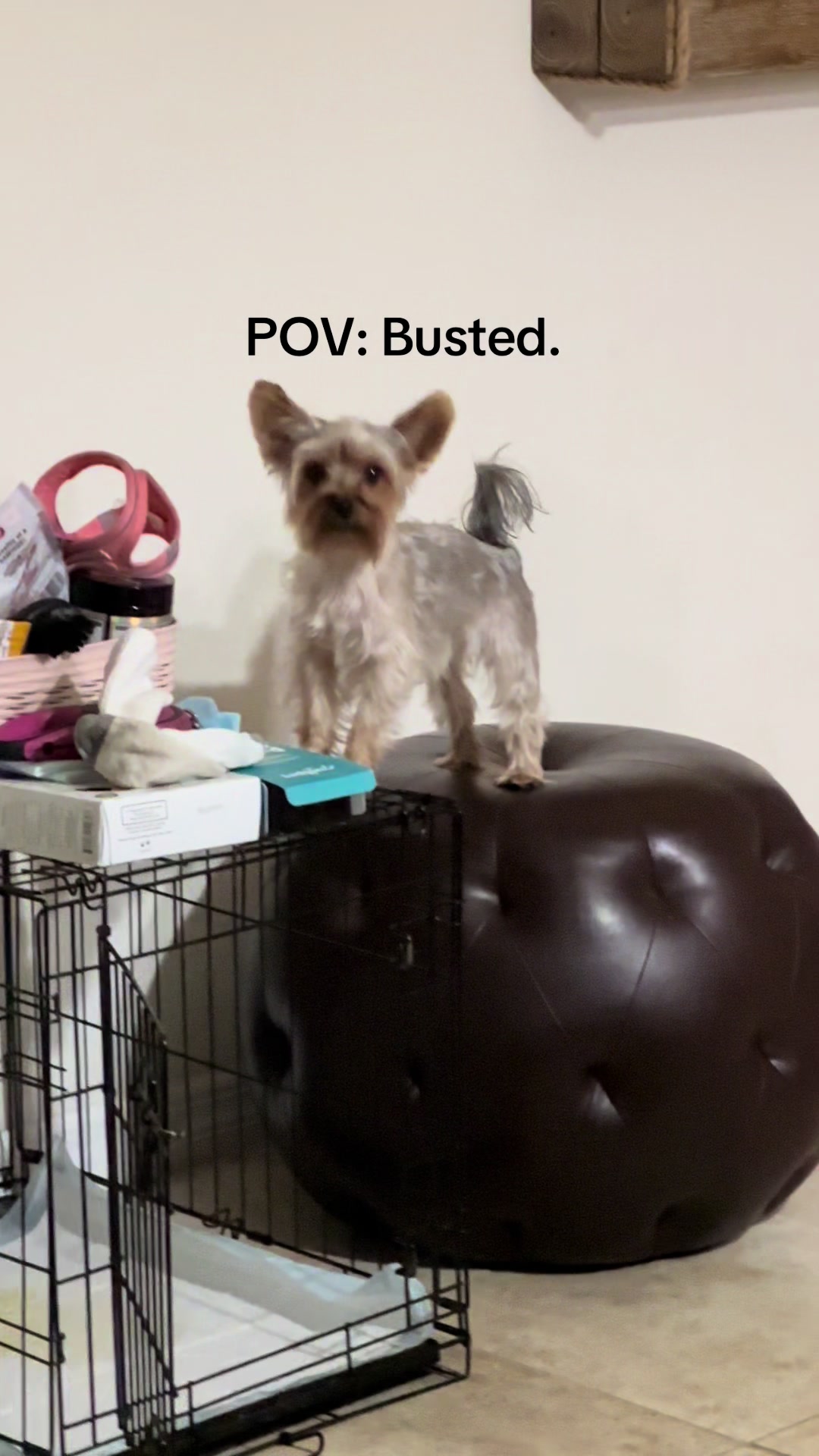 @Penny the Yorkie