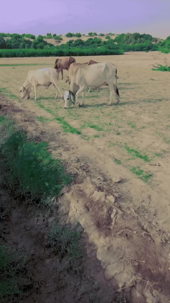 @seebano 76/