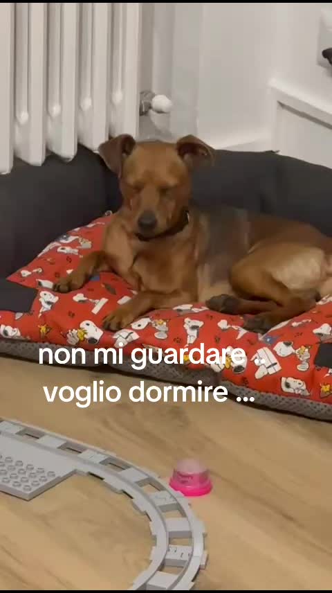 @Daniela Piantanida L