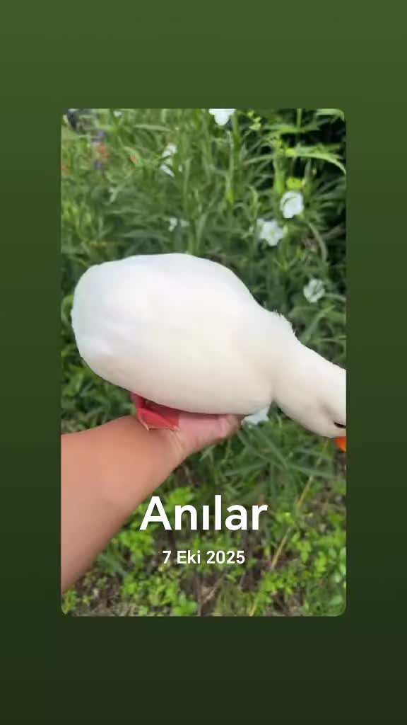 @MAŞTAĞA_QUŞCULUĞ