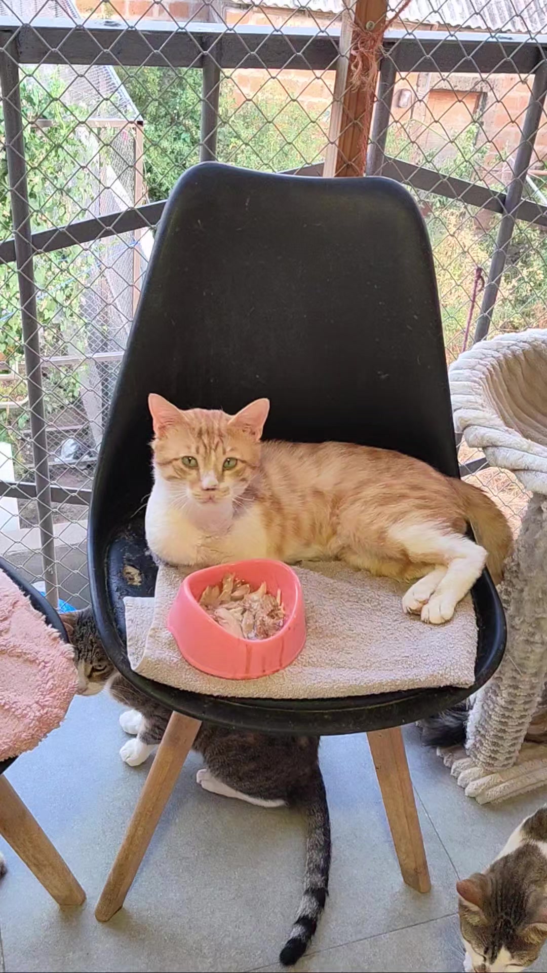 @CAToo Cat Rescue Armenia