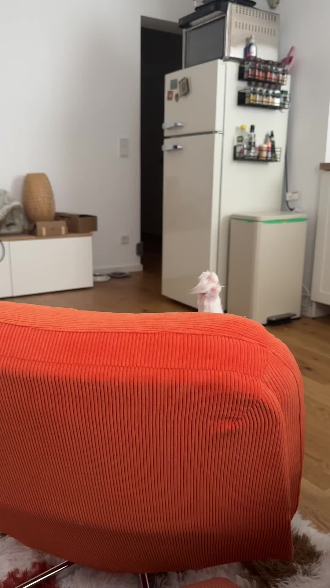 @Sirius Ragdoll
