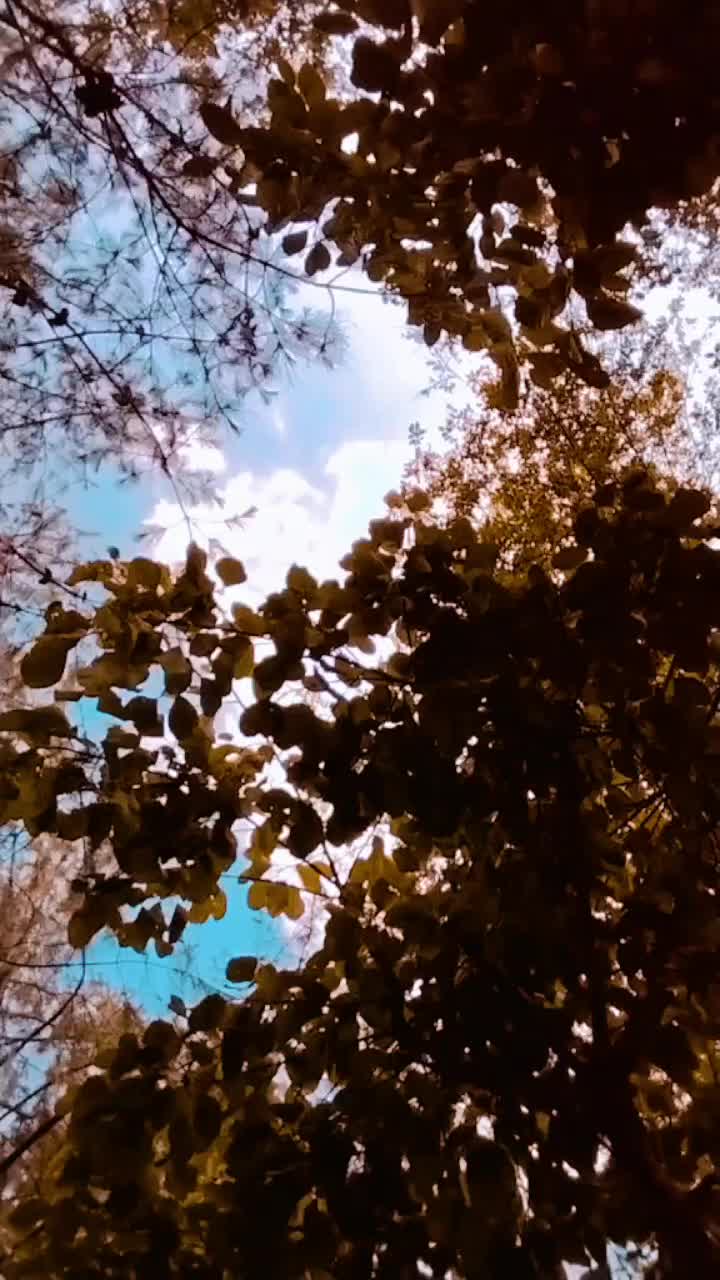 @sunitabc50