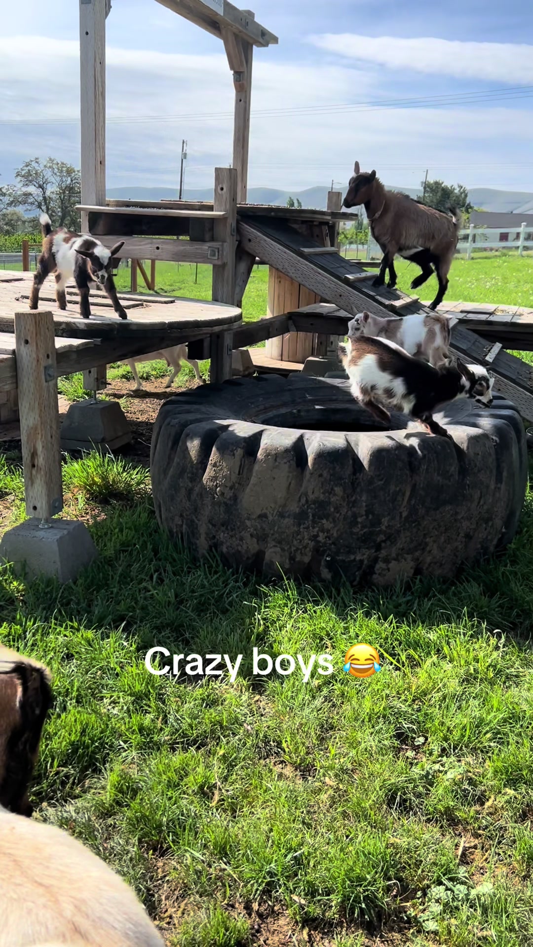 @WollamFarm