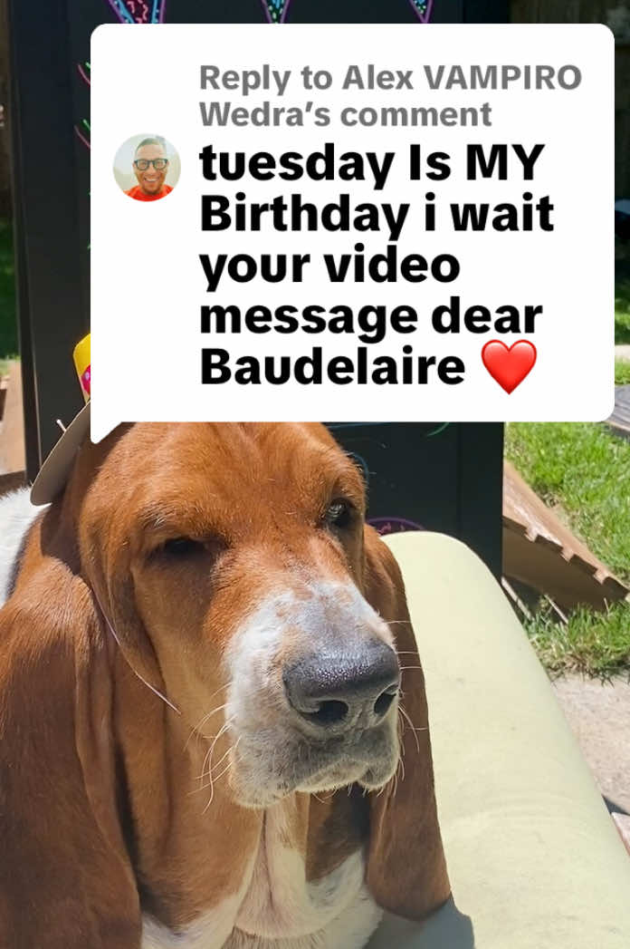 @baudelairethebasset