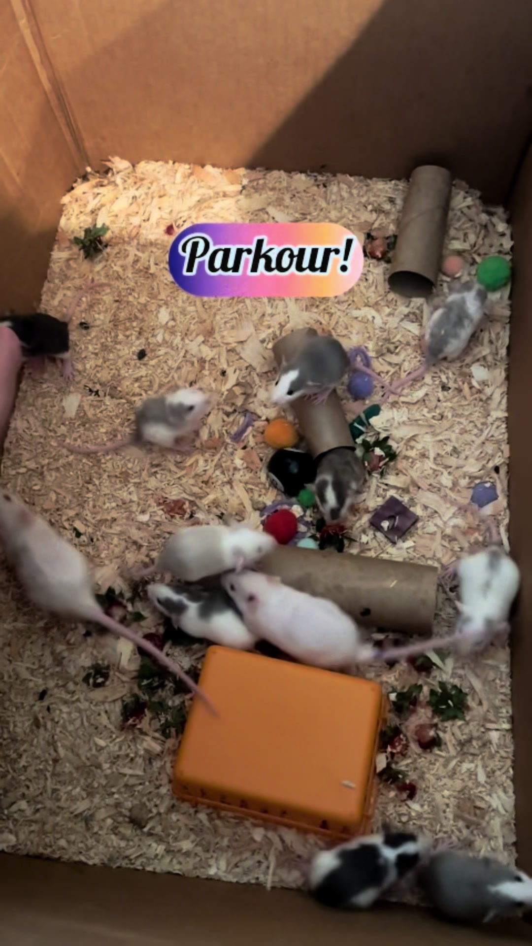 @Nosies and Toesies Rattery