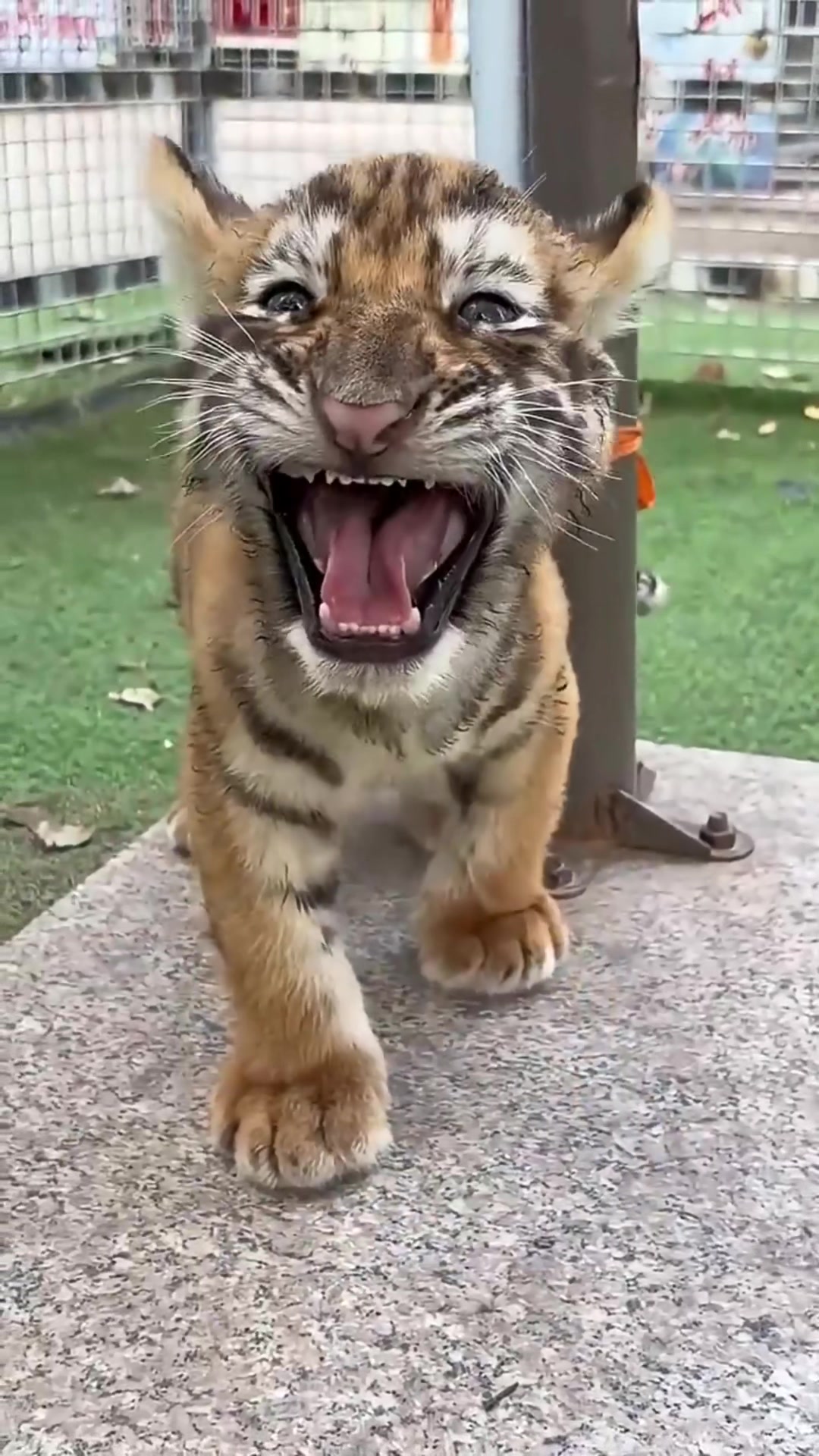 @Animal 🫶