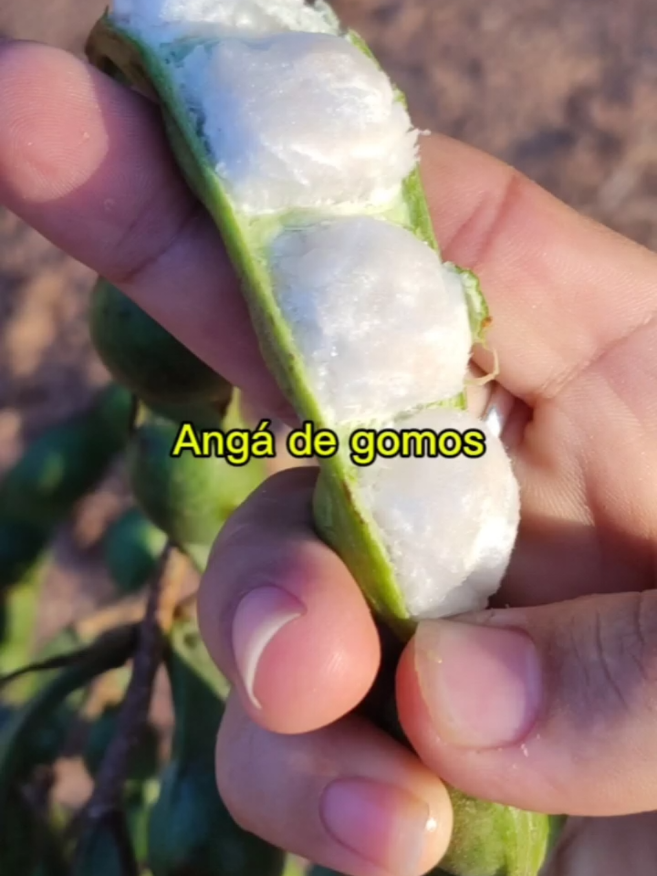@Milene Mimi oficial