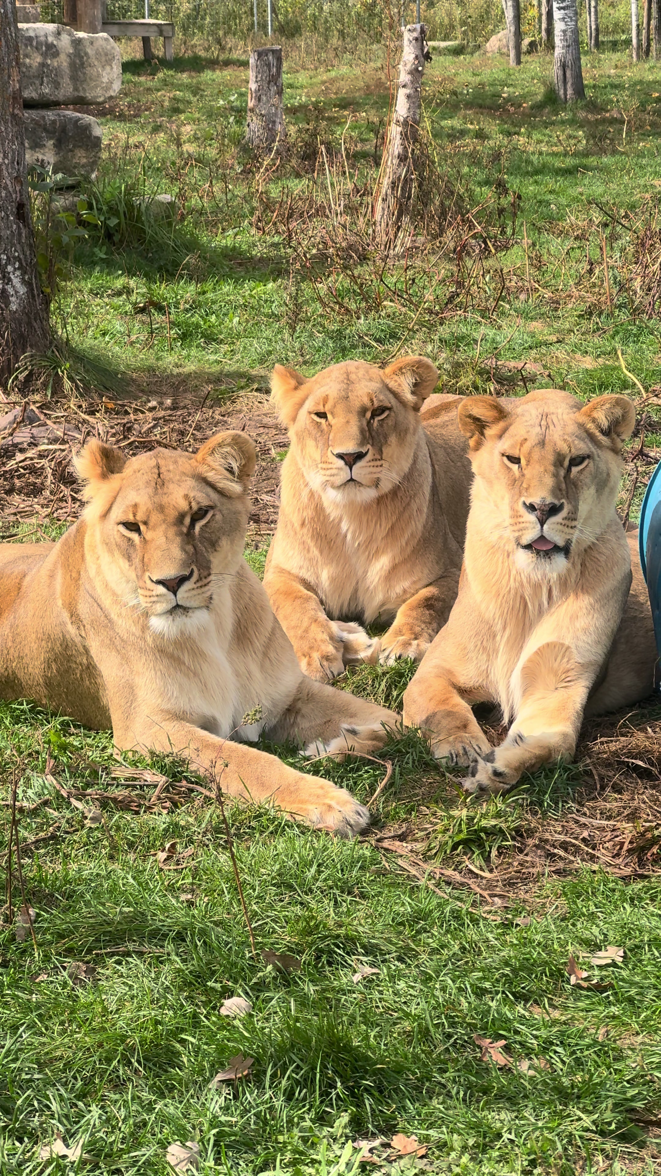 @The Wildcat Sanctuary