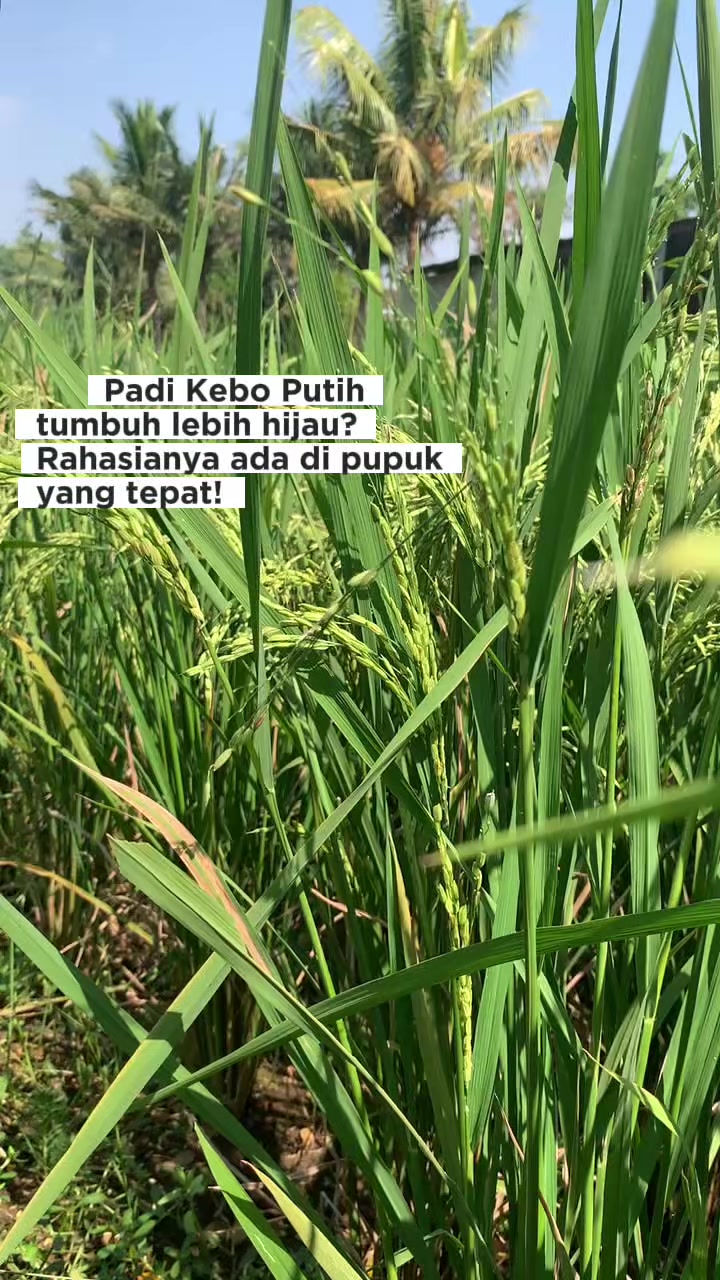 @PT. BHD INDONESIA