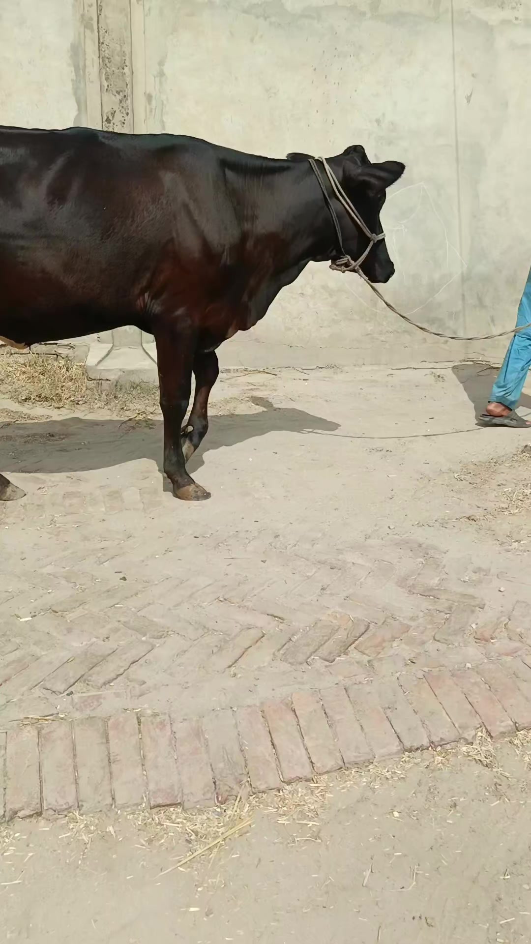 @Usmandairyfarmlayyah