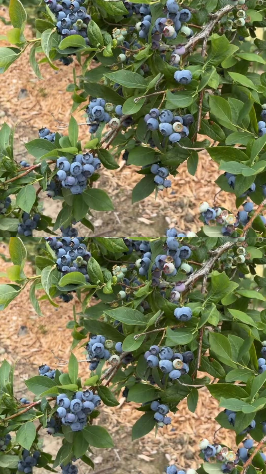 @Rani chauhan