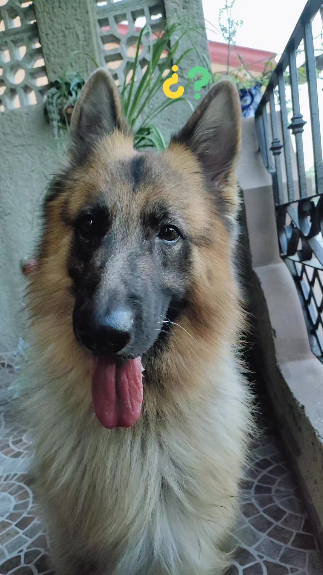 @Cachorretezeus