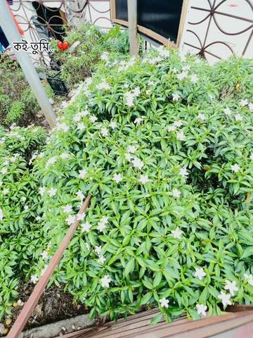 @✨♡ প্রতারক ᥫ᭡ ❤️&zwj;🩹✨