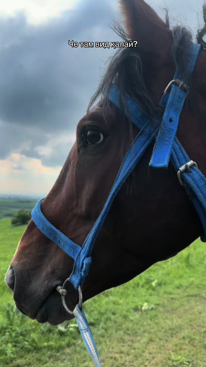 @akshatau_horses