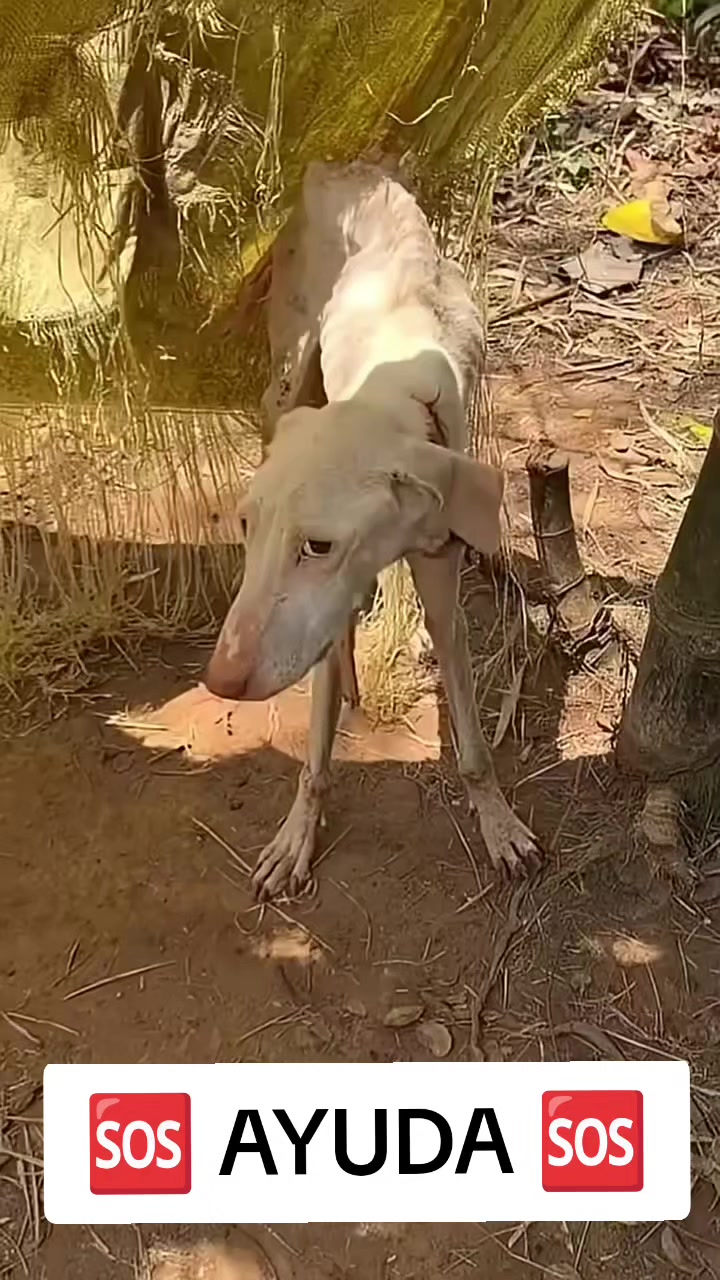 @Asoc. Peluditos