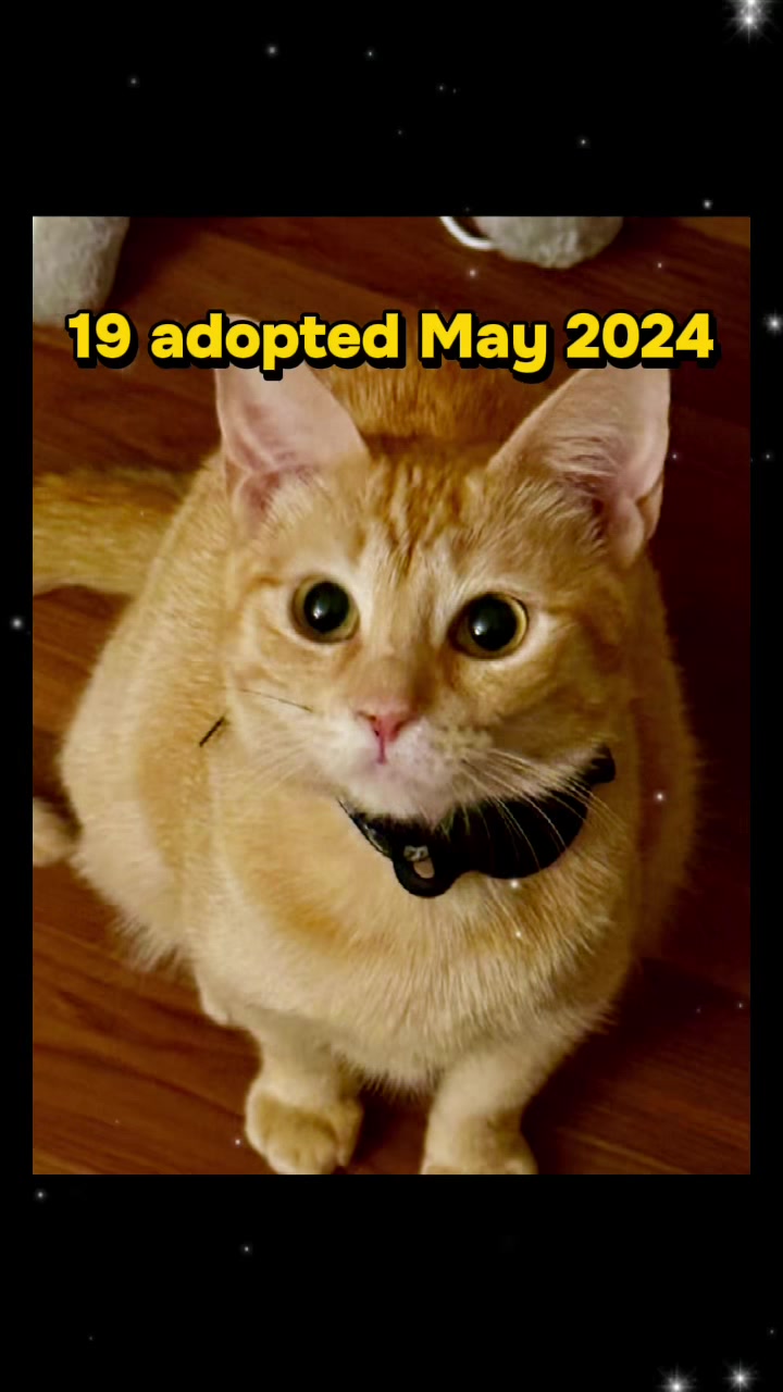 @Cats of BGC