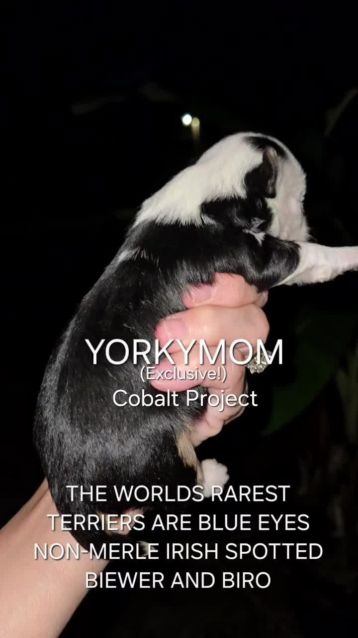 @theYorkymom