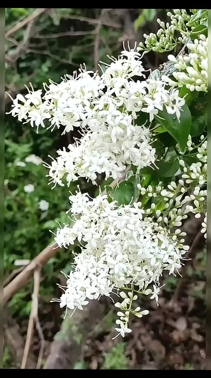 @gaib0009