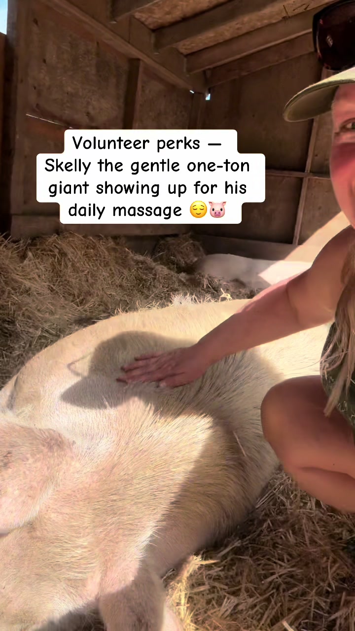 @Home for Hooves 🐽