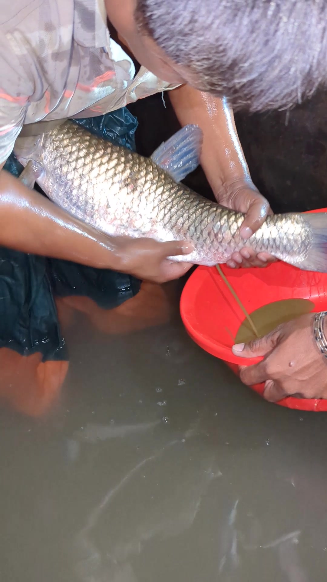@Fish Lovers Bangladesh